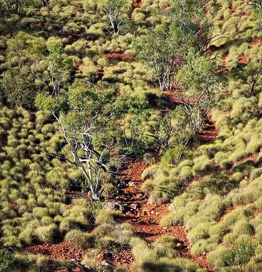 Red dirt path through spinifex grass bushes